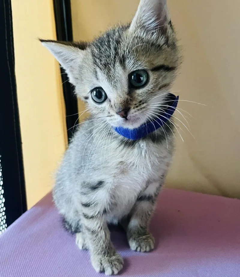A baby small-sized male Tabby (Brown / Chocolate) Tabby cat named Tucker for adoption in Salisbury, NC