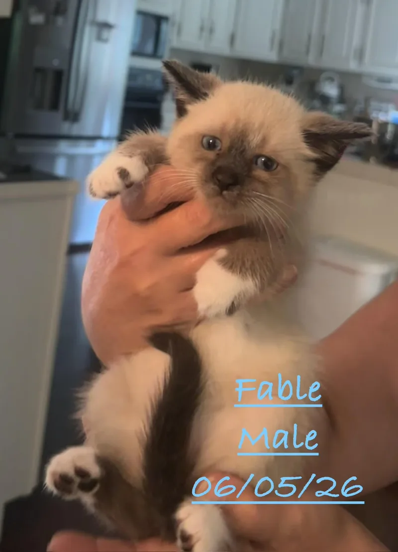 A baby small-sized male Seal Point Domestic Short Hair cat named Fable for adoption in Johnson City, TN