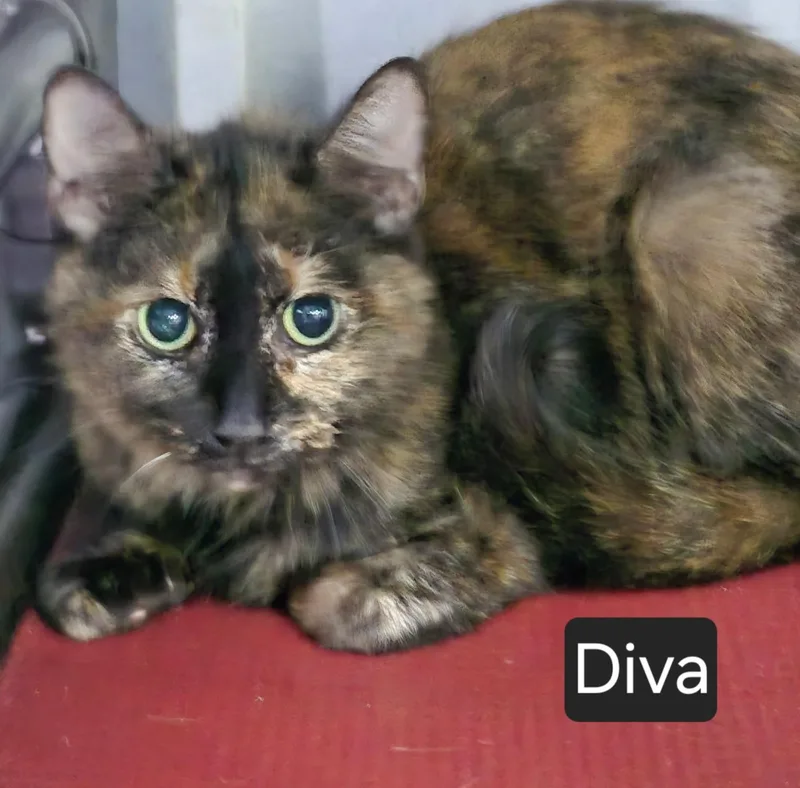An adult large-sized female Tortoiseshell Domestic Short Hair cat named Diva for adoption in SNOW HILL, NC
