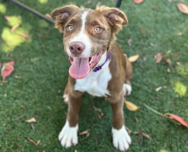 A baby small-sized male Pit Bull Terrier dog named Bowie for adoption in Santa Clara, CA