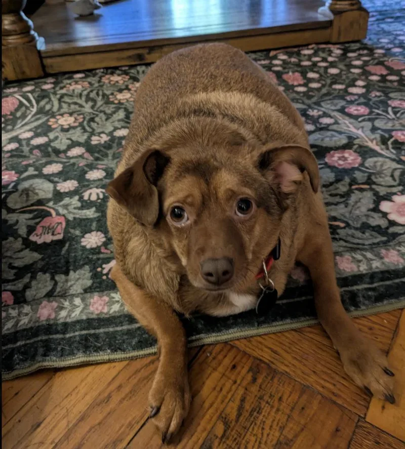 An adult medium-sized male Chug dog named Red for adoption in Brooklyn, NY
