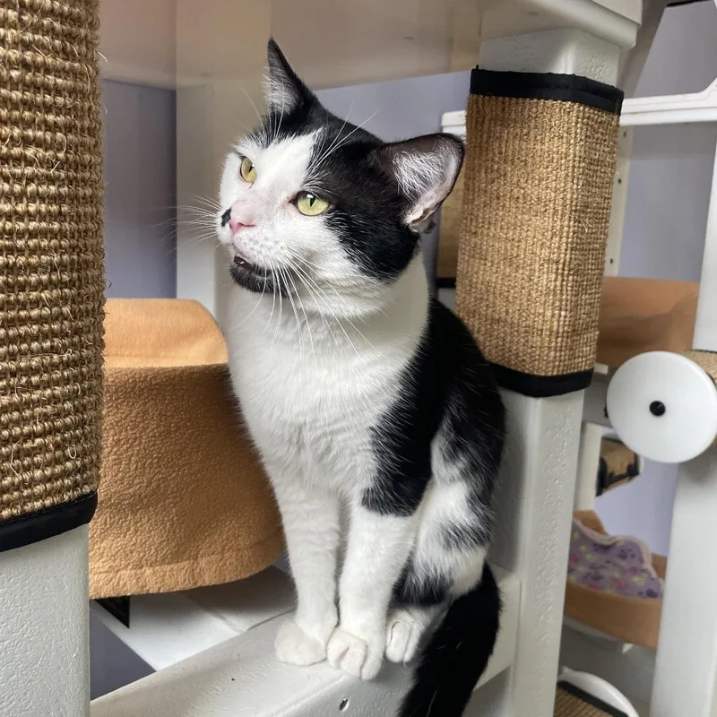 An adult medium-sized male Black Domestic Short Hair cat named Daxon for adoption in Chicago, IL