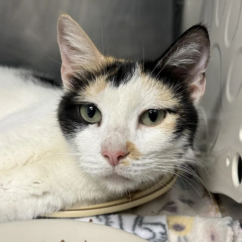 An adult medium-sized female White Domestic Short Hair cat named Koi Fish for adoption in Austin, TX