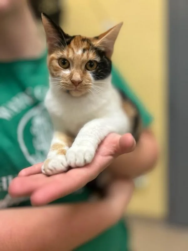 A young medium-sized female Calico Domestic Short Hair cat named Popsicle for adoption in Wooster, OH