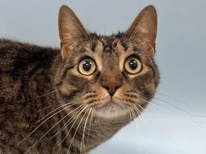 An adult small-sized female Domestic Short Hair cat named Tigee for adoption in Woodbury, MN