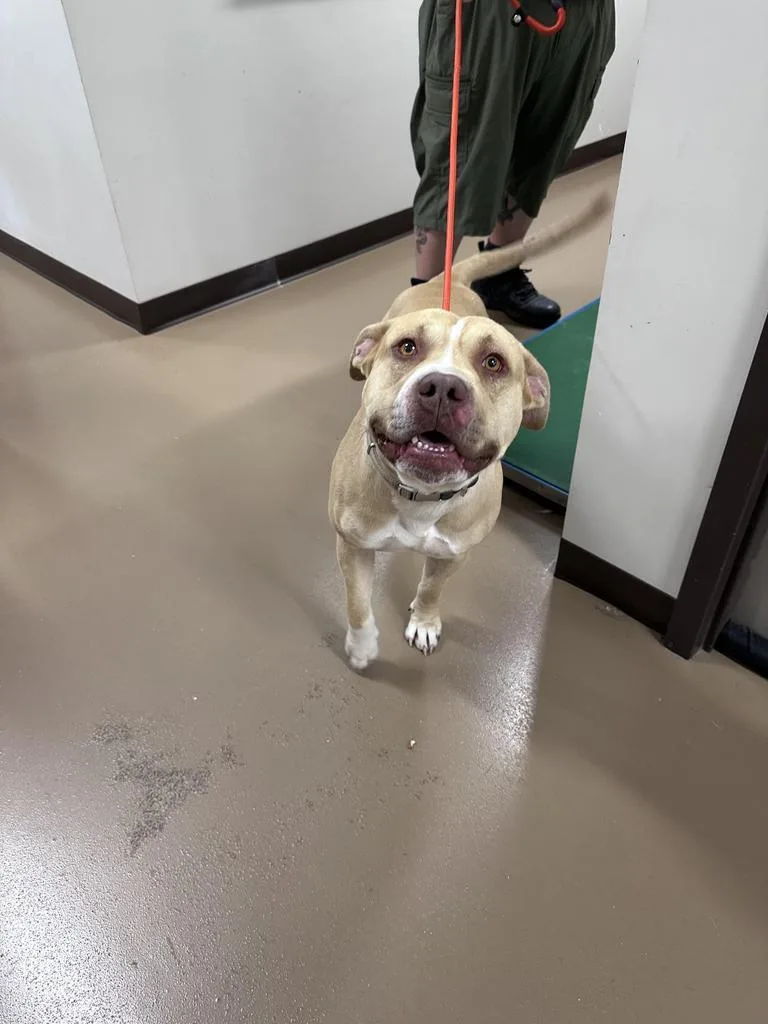 An adult large-sized male Pit Bull Terrier dog named Axel for adoption in Springfield, TN