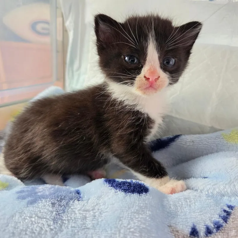A baby small-sized female Black Domestic Short Hair cat named Jo for adoption in La Grange, KY