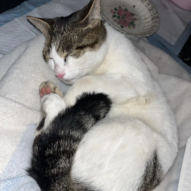 An adult medium-sized male White Domestic Short Hair cat named Rocky for adoption in Middle Village, NY