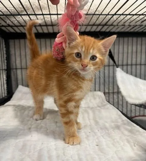 A baby medium-sized male Orange / Red Domestic Short Hair cat named Tigger for adoption in Wayne, NJ