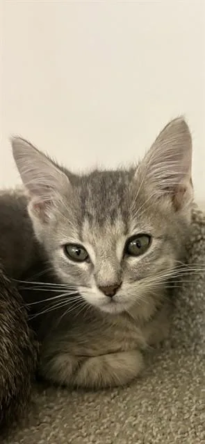 A baby small-sized male Domestic Medium Hair cat named Volley for adoption in Sugar Land, TX