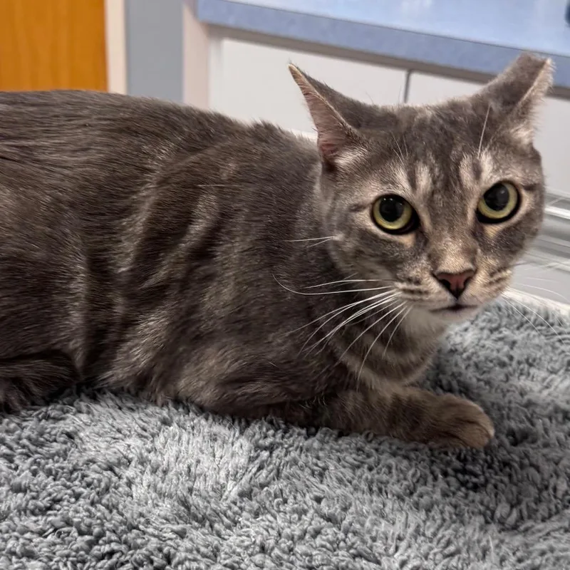 An adult small-sized female Domestic Short Hair cat named Pecos for adoption in TITUSVILLE, FL