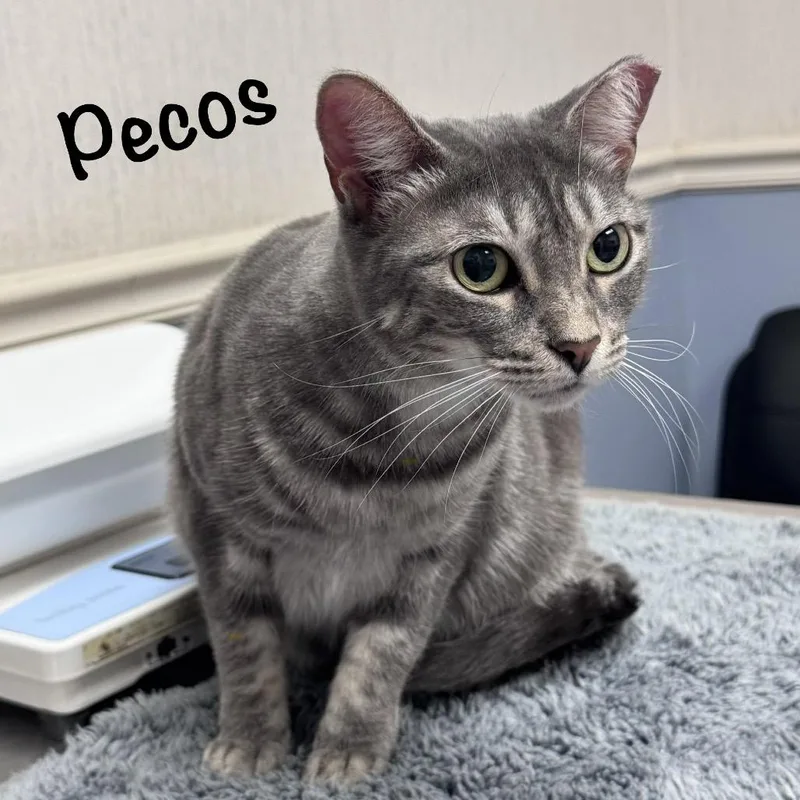 Pecos thumbnail 4