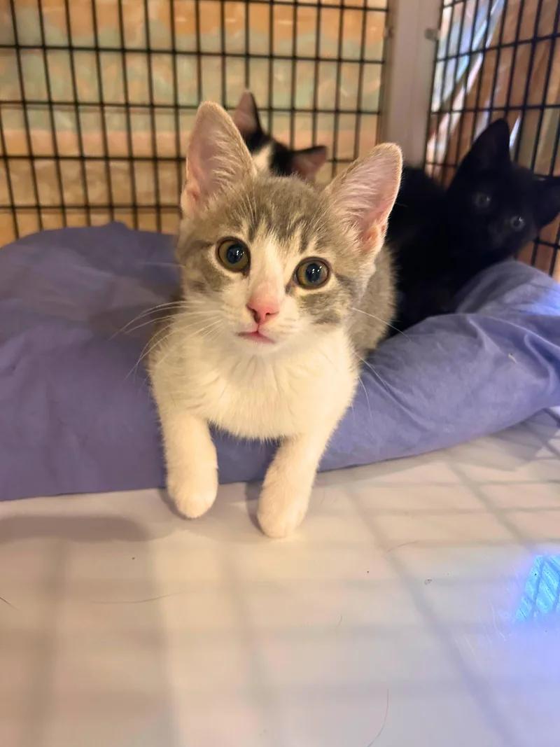 A baby small-sized female Tabby cat named Mickey for adoption in Wheaton, IL