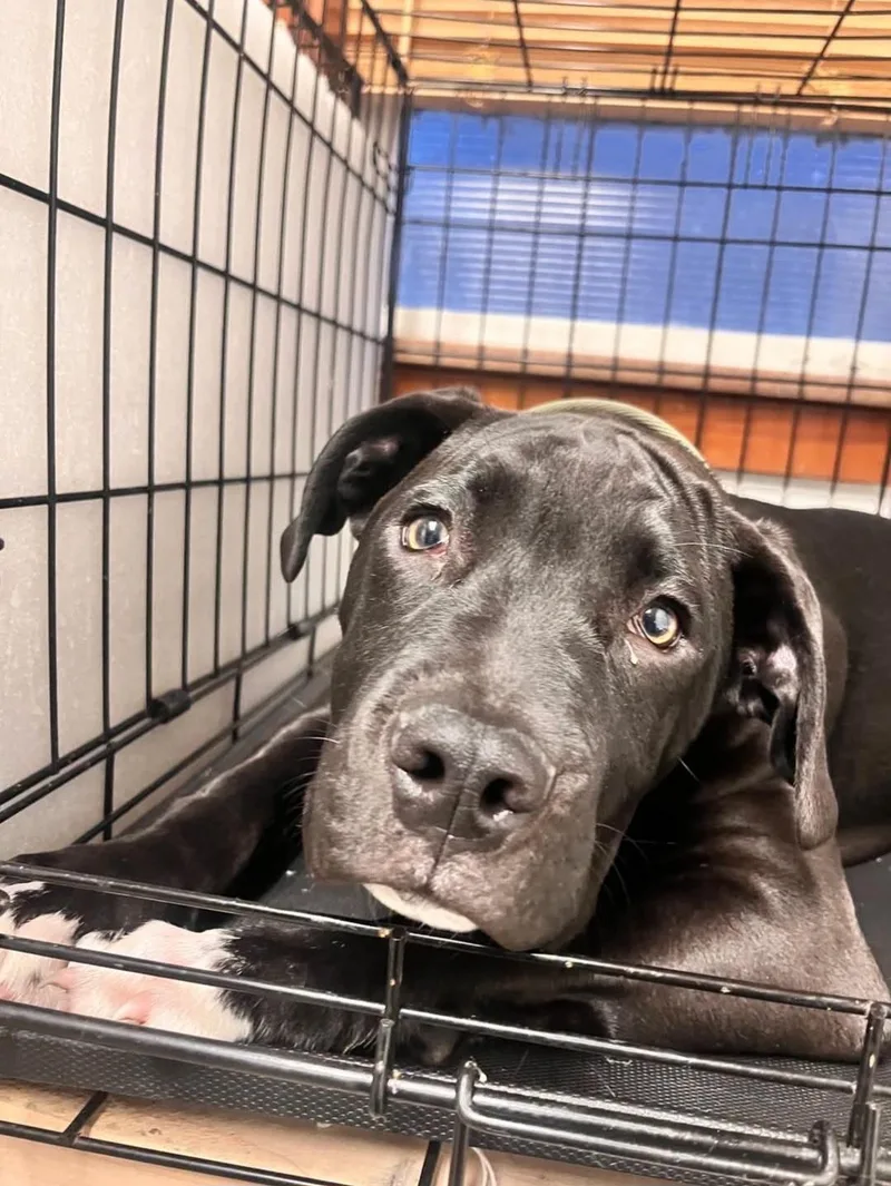 A young medium-sized male Pit Bull Terrier dog named Mickey for adoption in Salem, OH