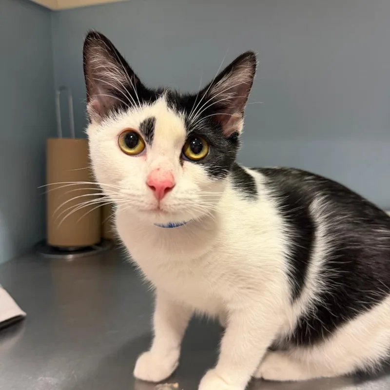 An adult medium-sized male White Domestic Short Hair cat named Crown for adoption in Chattanooga, TN