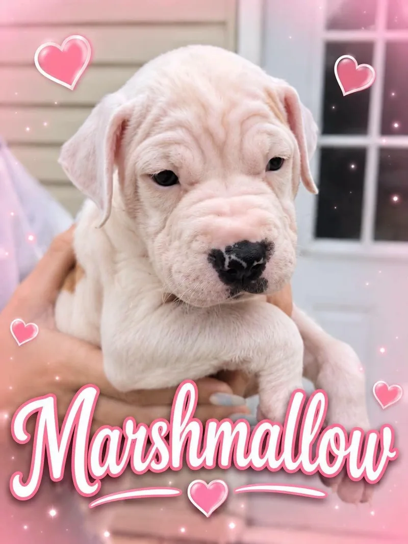 Marshmallow