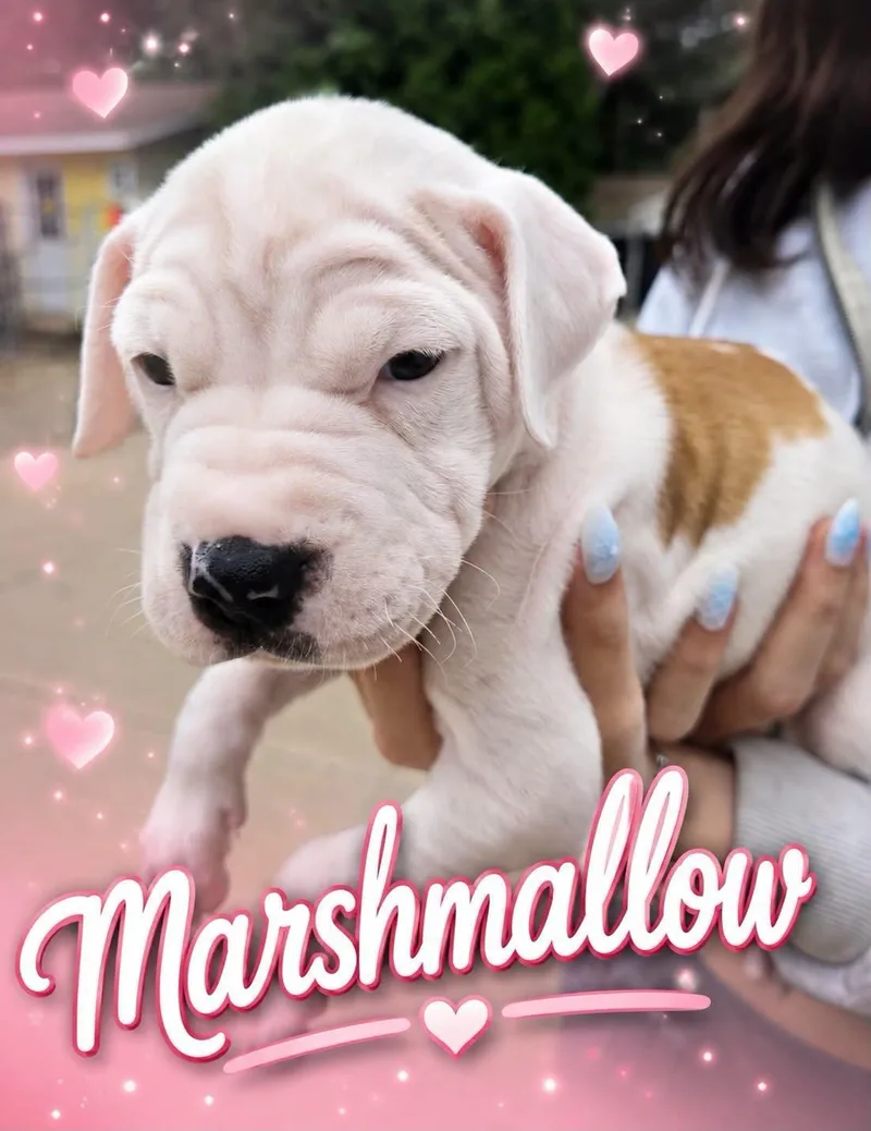 Marshmallow thumbnail 2