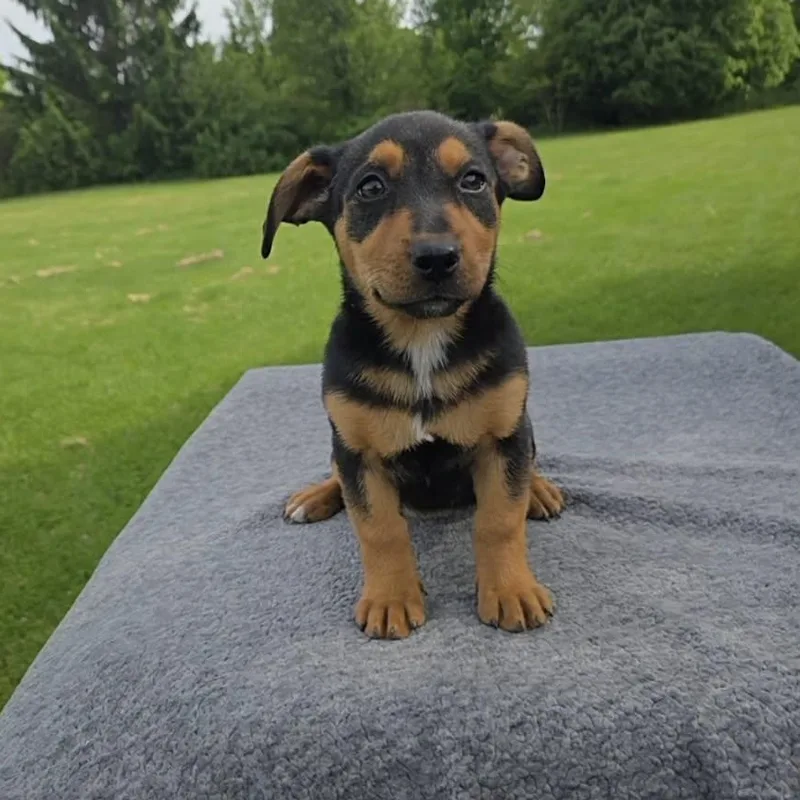 A baby medium-sized female Labrador Retriever dog named Lassen for adoption in McHenry, IL