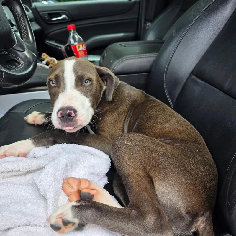 A baby small-sized male Gray / Blue / Silver Mixed Breed dog named Rogue for adoption in Valdosta , GA