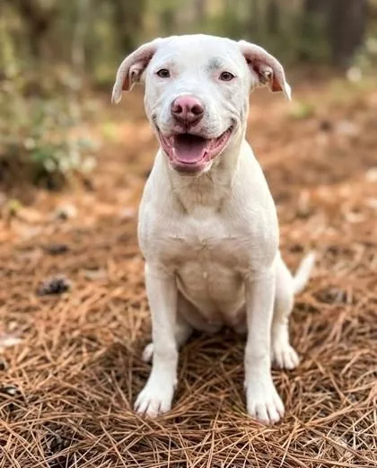 An adult medium-sized female Pit Bull Terrier dog named Snow for adoption in Guntersville, AL