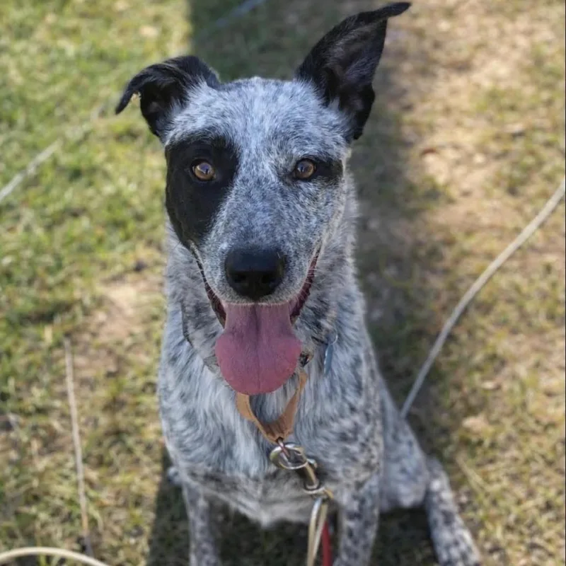 An adult medium-sized male Black Cattle Dog named Russel for adoption in Tacoma, WA