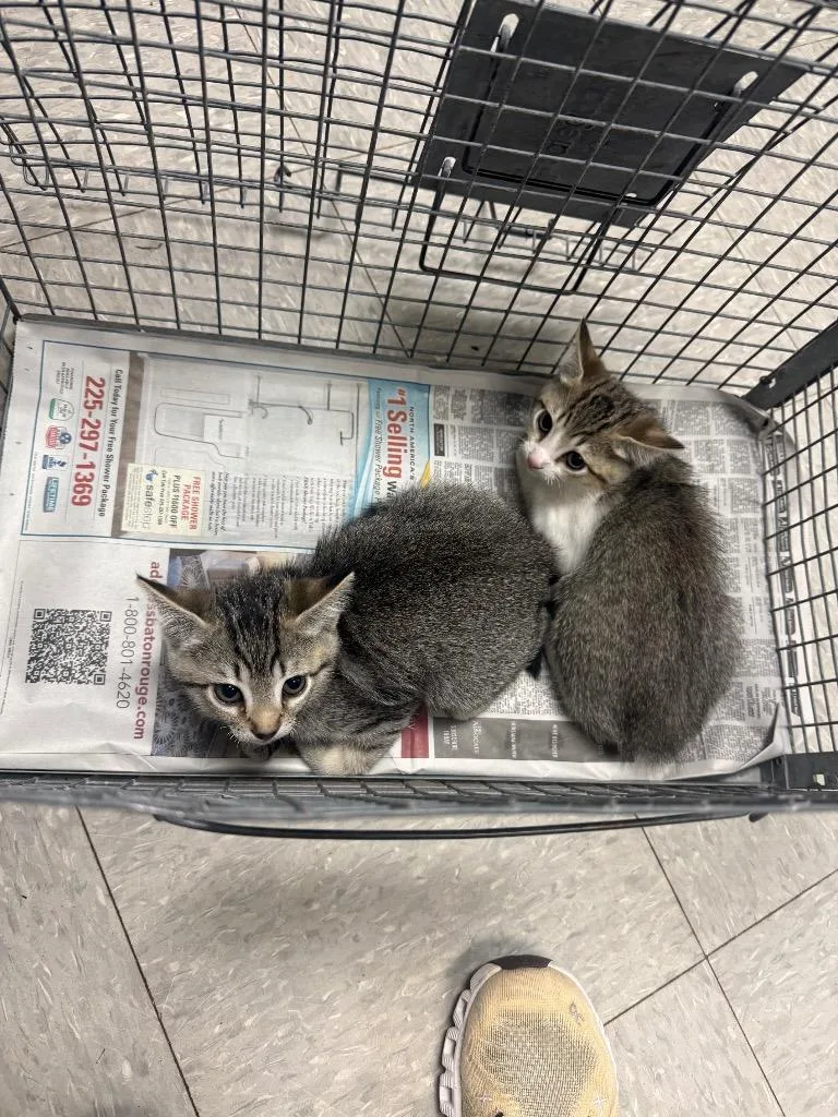 A baby medium-sized female Domestic Short Hair cat named Magenta for adoption in Sorrento, LA