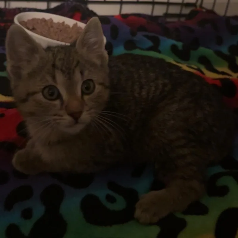 A baby small-sized male Brown / Chocolate Domestic Short Hair cat named Dawg for adoption in Newark, DE