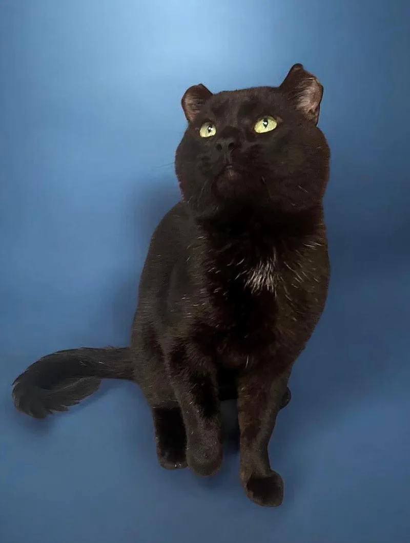 An adult large-sized male Domestic Short Hair cat named Ted for adoption in Gettysburg, PA