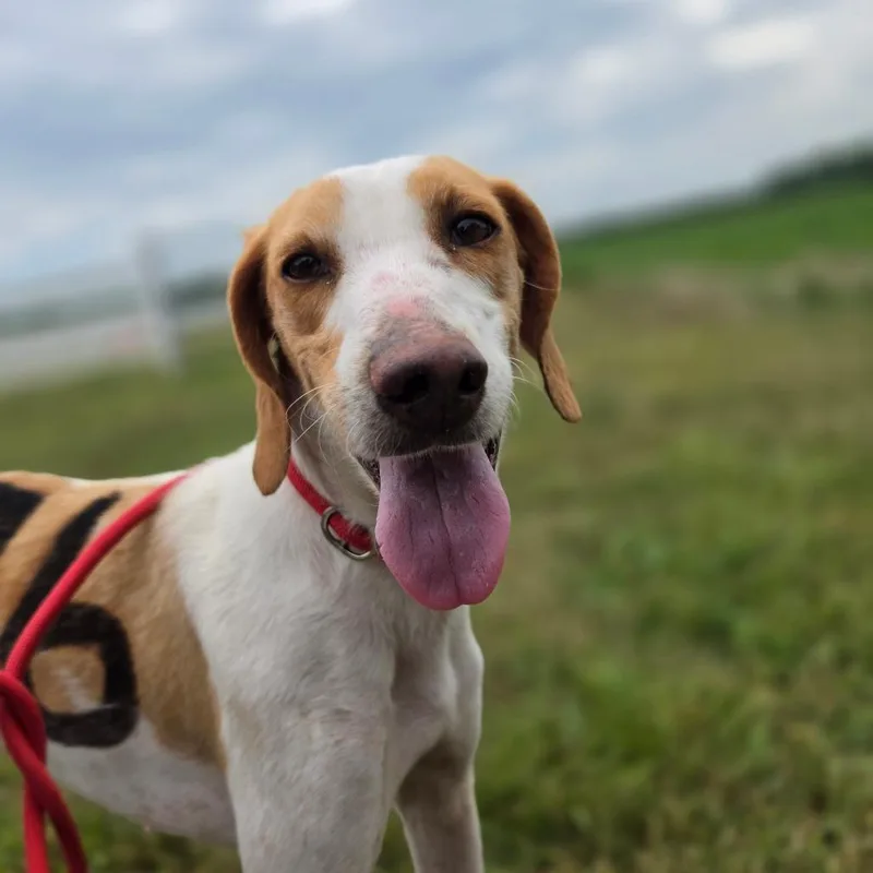 An adult medium-sized female White / Cream American Foxhound dog named Cherry FKA "" for adoption in Chesapeake, VA