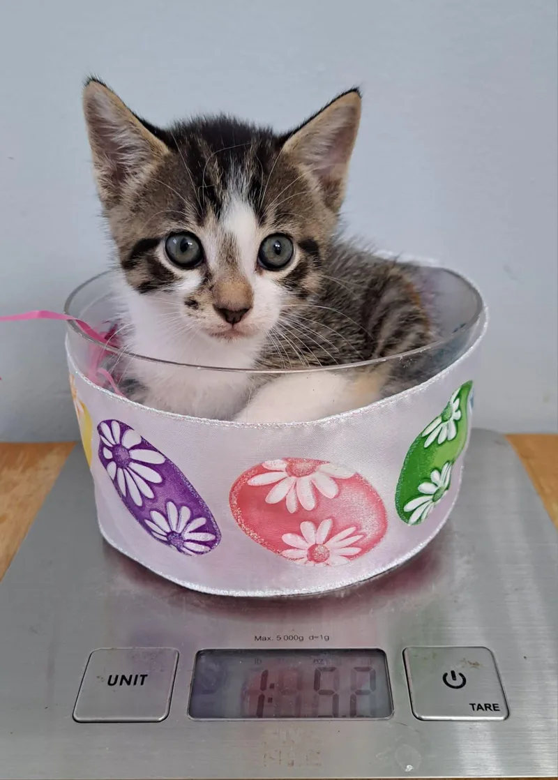 A baby medium-sized male Domestic Short Hair cat named Eros for adoption in Margate, FL
