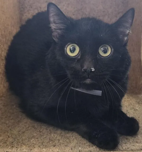 An adult medium-sized female Domestic Short Hair cat named Mia for adoption in Lancaster, CA