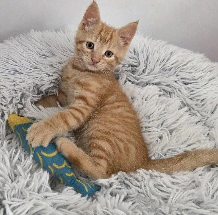 A young medium-sized male Domestic Short Hair cat named Finn & Jett bonded for adoption in Rochester, NY