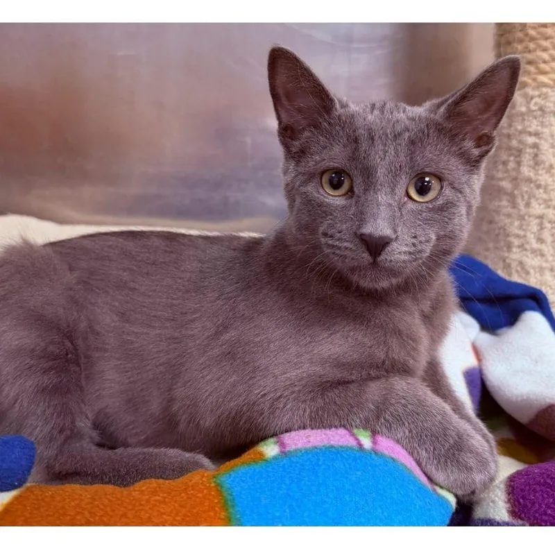 A baby large-sized male Gray / Blue / Silver Domestic Short Hair cat named Apollo for adoption in Stamford, CT