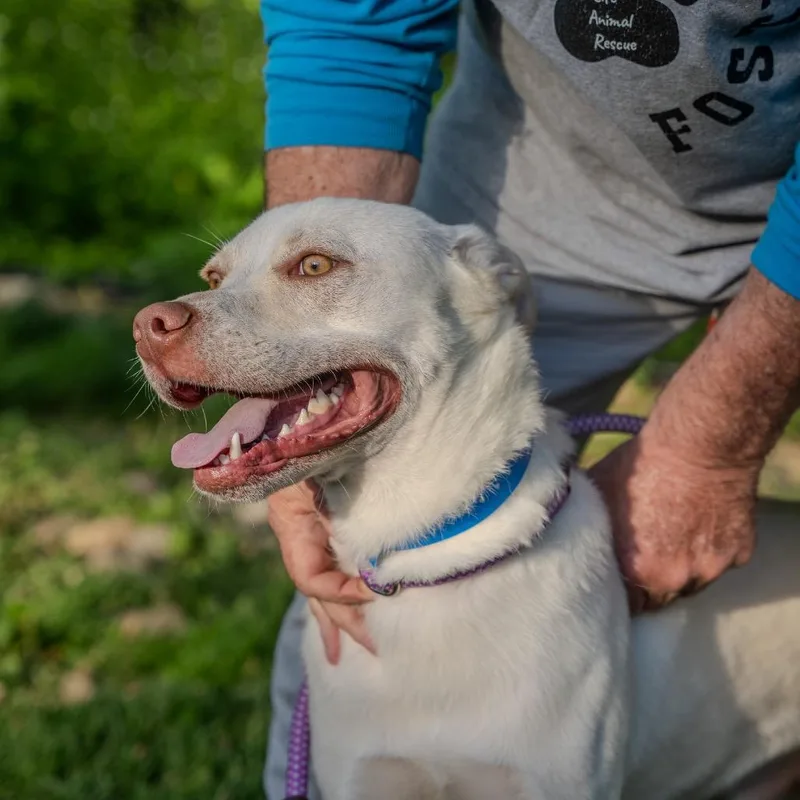 An adult medium-sized male White / Cream Husky dog named Rocket for adoption in Pawling, NY