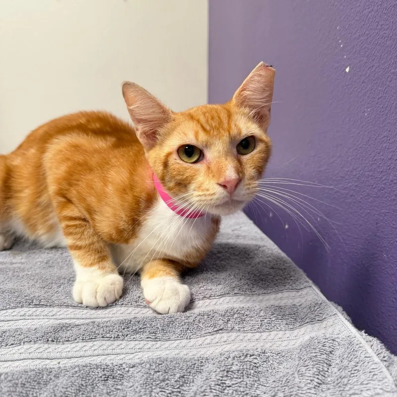 A young medium-sized male White Domestic Short Hair cat named Cinnamon for adoption in Englewood, FL