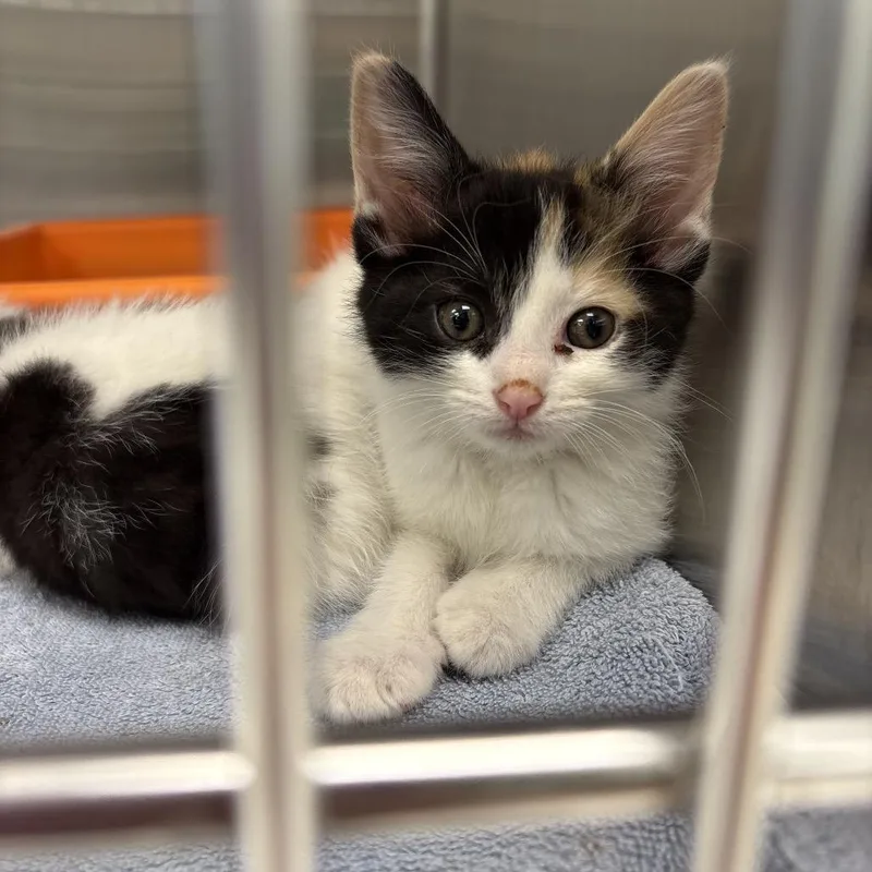 A baby small-sized female Calico Domestic Short Hair cat named Flash for adoption in La Grange, KY