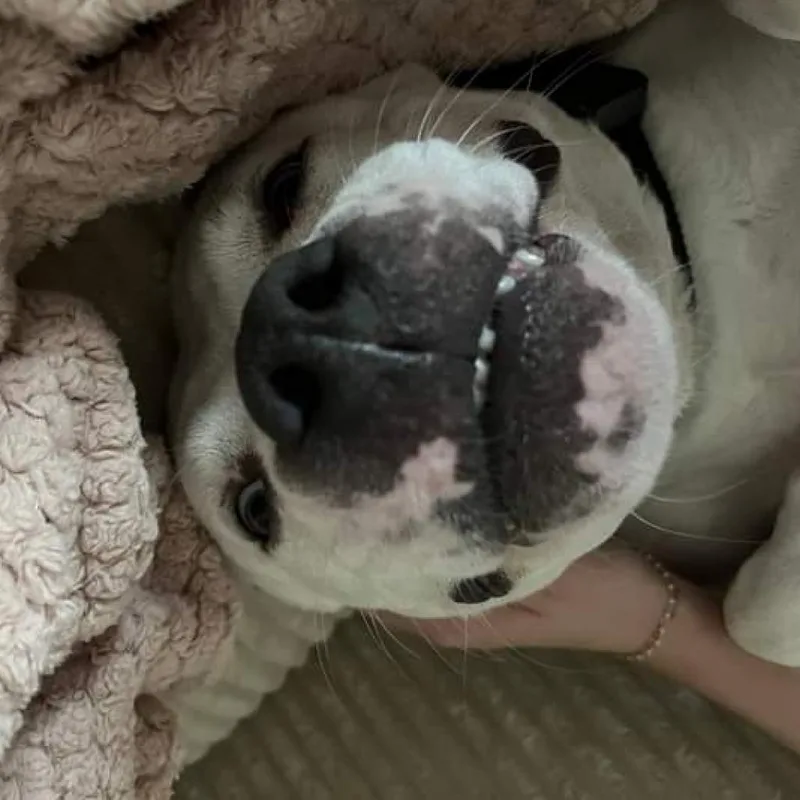 Tallulah thumbnail 2