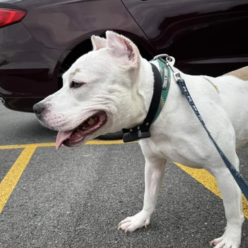 Tallulah thumbnail 3