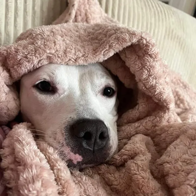 Tallulah thumbnail 5