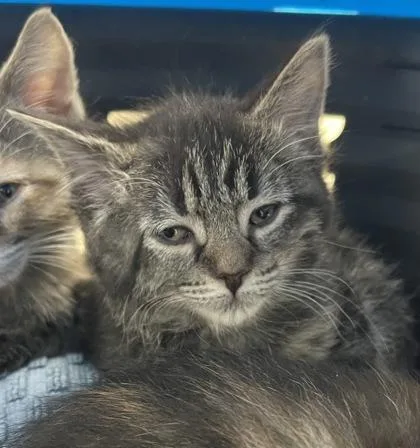 A baby small-sized female Domestic Short Hair cat named Tater Tot for adoption in Westland, MI