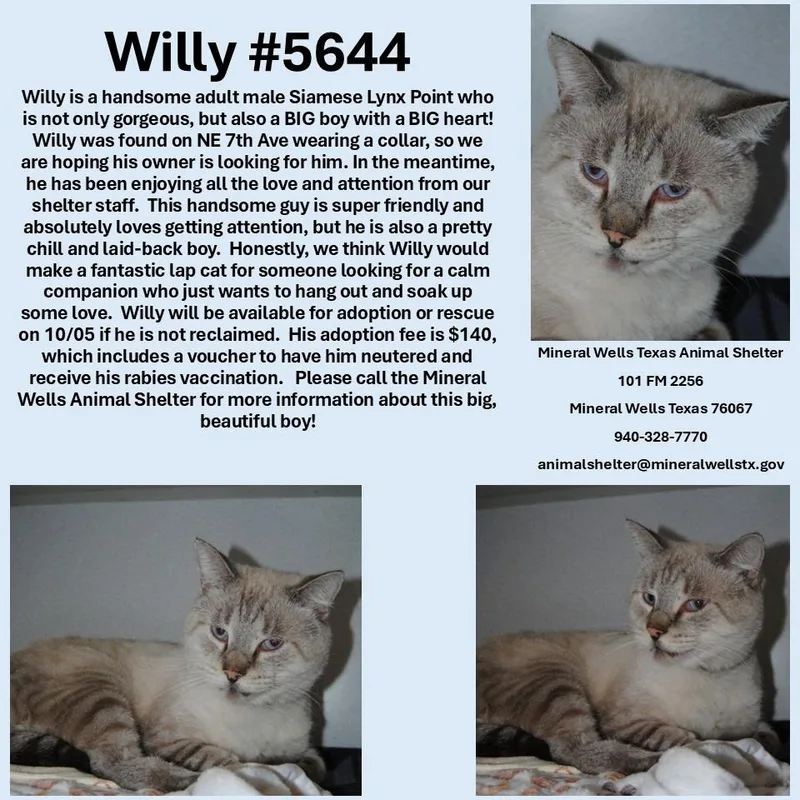 An adult large-sized male Lilac Point Siamese cat named Willy for adoption in Mineral Wells, TX