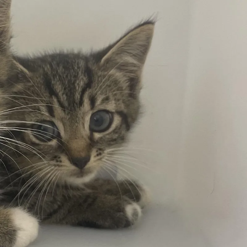 A baby small-sized male Brown / Chocolate Domestic Short Hair cat named Pop for adoption in Columbus, GA