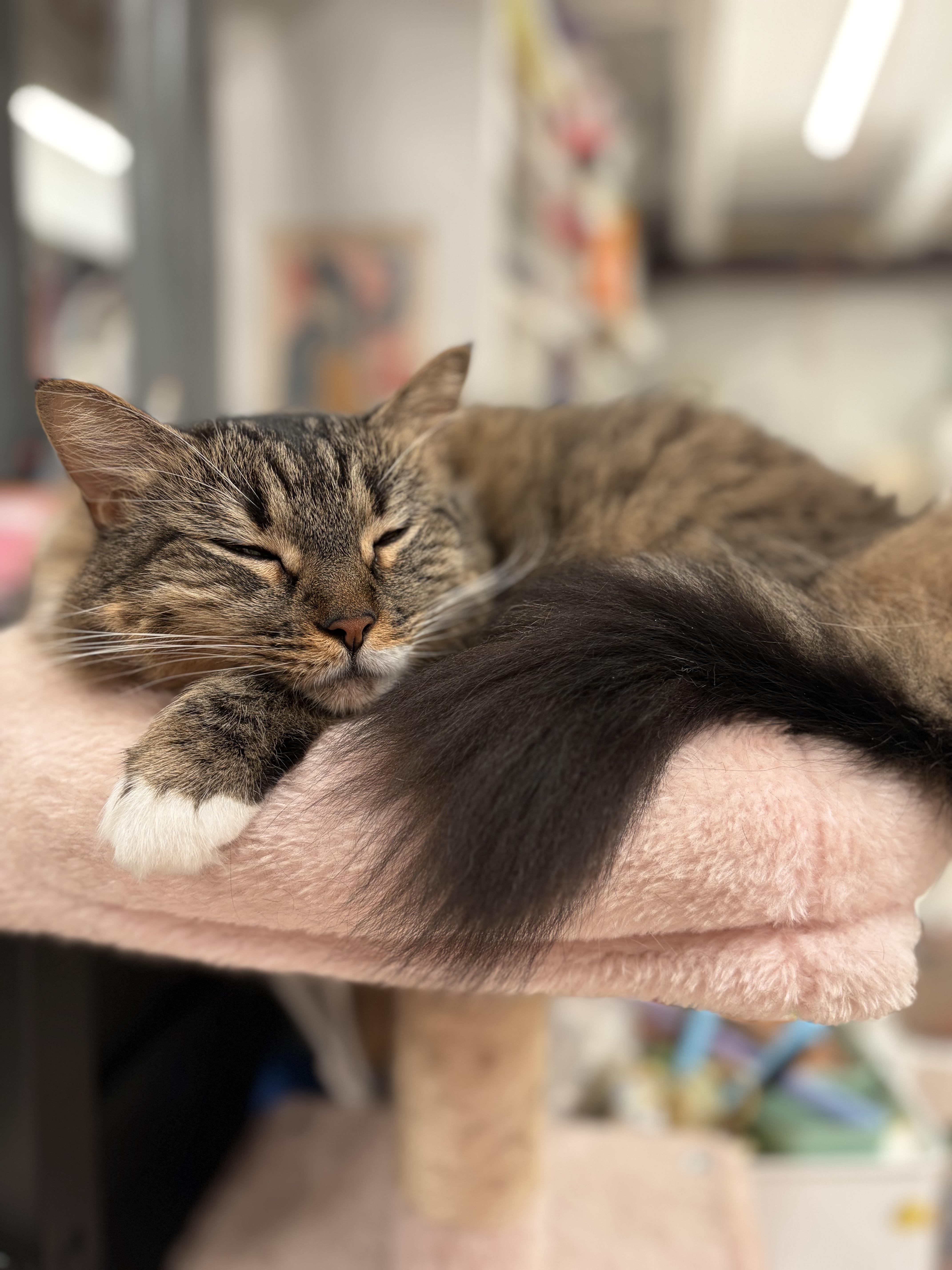 An adult large-sized female Tabby (Brown / Chocolate) Domestic Long Hair cat named Boba for adoption in Bloomfield, NJ