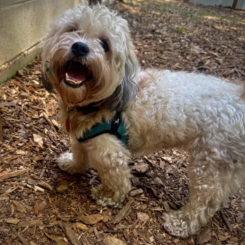 An adult small-sized male White / Cream Mixed Breed dog named Perry the Platypus for adoption in Decatur, GA