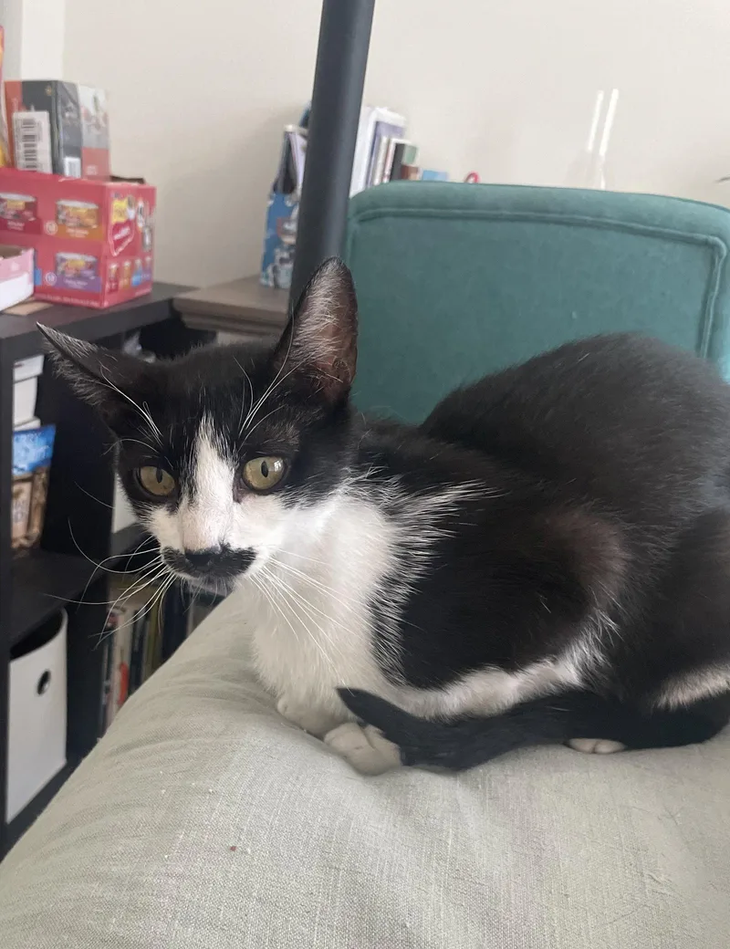 Henrietta