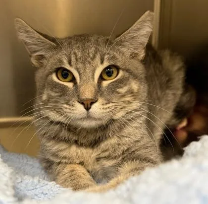 A young medium-sized male Gray & White Domestic Short Hair cat named Pretzel for adoption in Lakeside, AZ