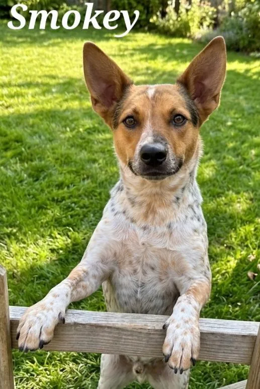 An adult medium-sized male Australian Cattle Dog / Blue Heeler dog named Smokey for adoption in Rutherfordton, NC