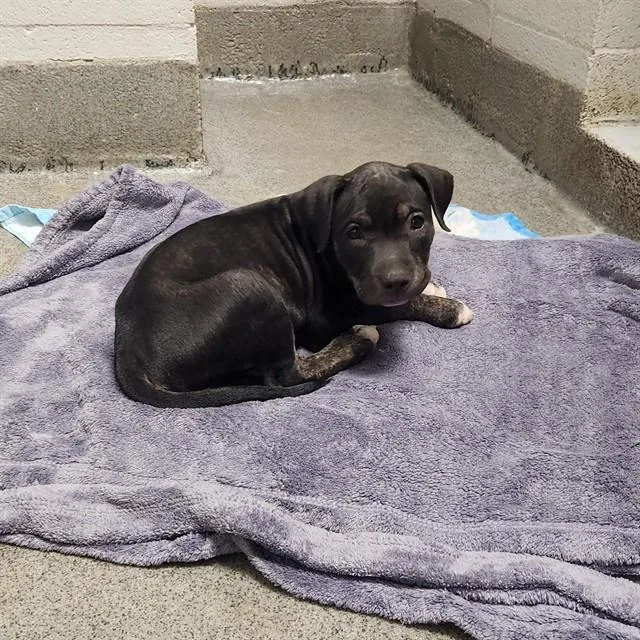 A baby medium-sized male Pit Bull Terrier dog named Explorer for adoption in Huntsville, AL