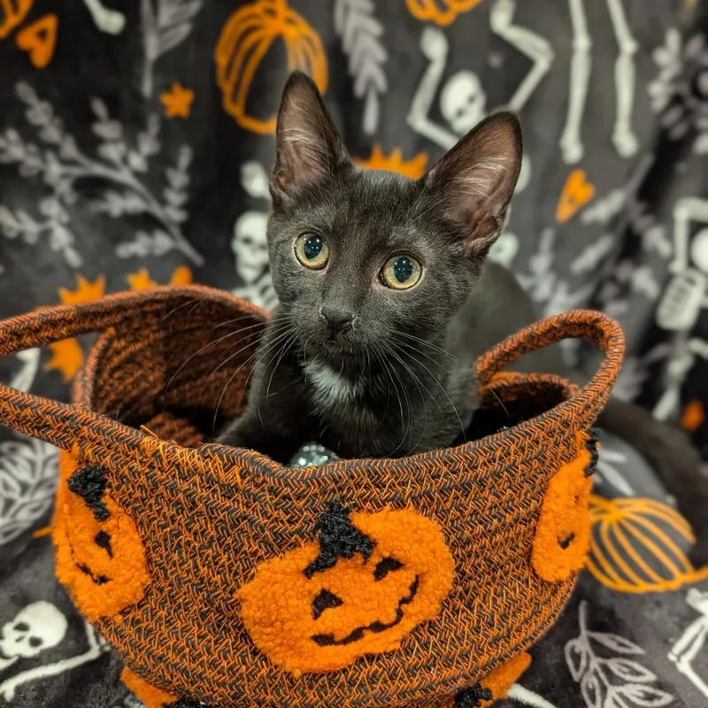 A baby medium-sized male Black Domestic Short Hair cat named Tuchis for adoption in Cape Girardeau, MO