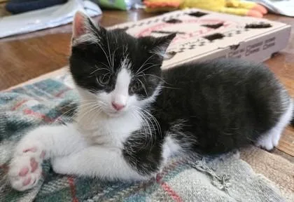 A young small-sized male Domestic Short Hair cat named Elija for adoption in Quakertown, PA